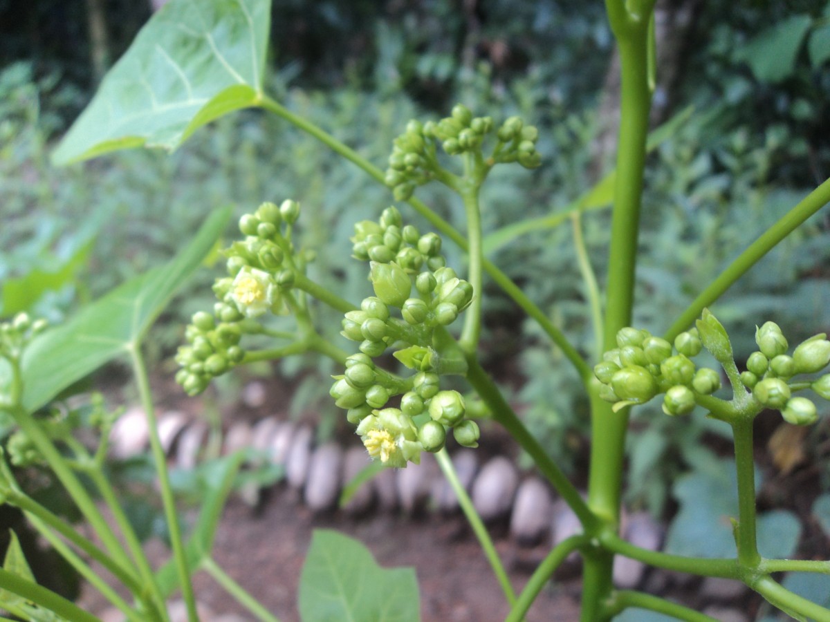 Jatropha curcas L.